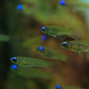 Aplocheilichthys Normani (Pez Linterna) 1-1,5 cm