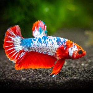 Betta Plakact Fancy Hembra 4-5cm