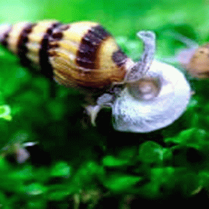 Caracol helena Anentome (Caracol asesino)