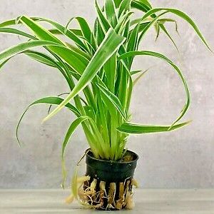 Cholophyllum Bichetii