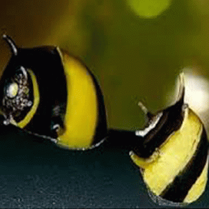 Clithon Corona (Caracol abeja)