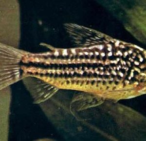 Corydora Elegans 2,5-3cm