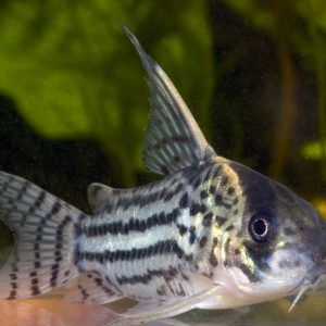 Corydoras schwartzi  4-5cm