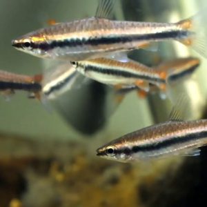 Nannostomus trisfaciatus ( pez lápiz) 2-2,5cm